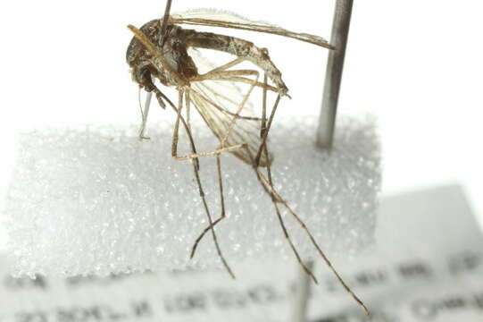 Image of Aedes fitchii (Felt & Young 1904)