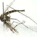Plancia ëd Aedes pullatus (Coquillett 1904)