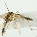 Image of Aedes riparius Dyar & Knab 1907