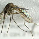 Image of Aedes tahoensis Dyar 1916