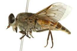 Image of Hybomitra