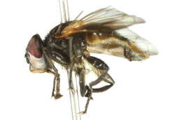 Image of Phasia obesa (Fabricius 1798)