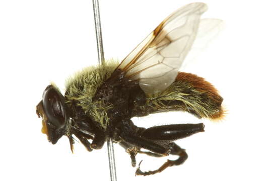 Image of Sericomyia flagrans (Osten Sacken 1875)