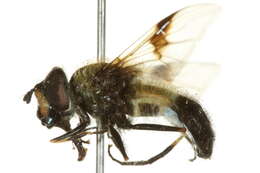 Leucozona lucorum (Linnaeus 1758) resmi