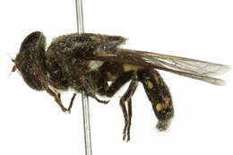 Image of Sericomyia lata (Cqouillett 1907)