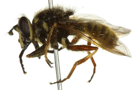 Image of <i>Sphecomyia pattoni</i>