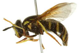 Image de Chrysotoxum