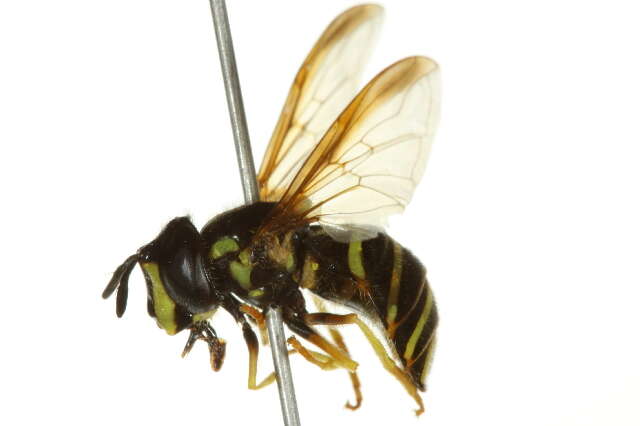 Image de Chrysotoxum