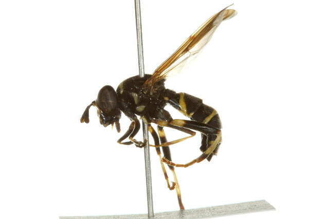 Image of Spilomyia sayi (Goot 1964)