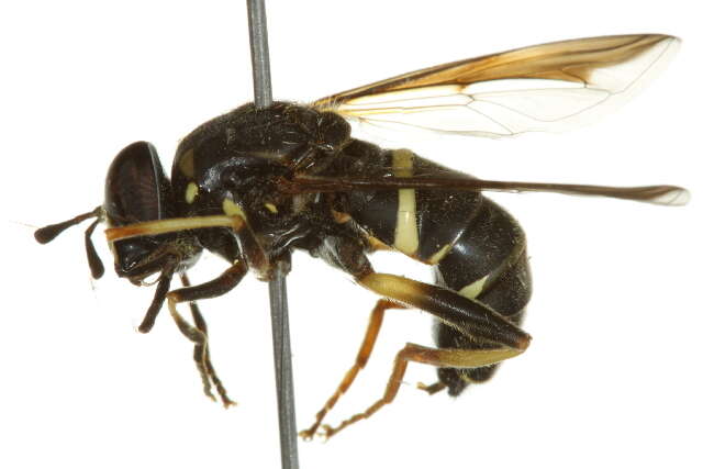 Image of Spilomyia sayi (Goot 1964)