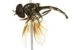 Image of Platycheirus rosarum (Fabricius 1787)