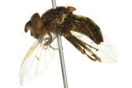 Image of Common Copperback