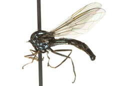 Image of <i>Platycheirus albimanus</i>