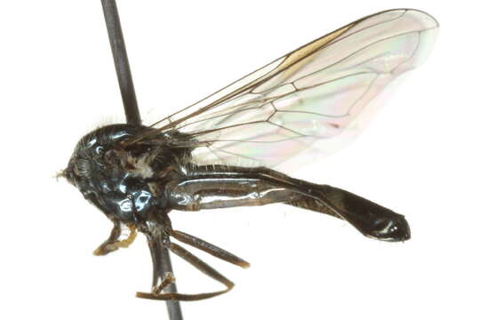 Image of <i>Platycheirus albimanus</i>