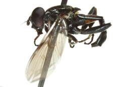 Image of Xylota subfasciata Loew 1866