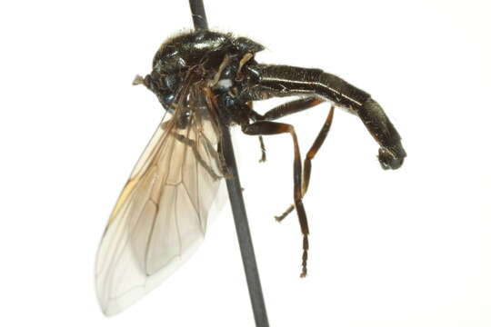 Image of Platycheirus striatus Vockeroth 1990