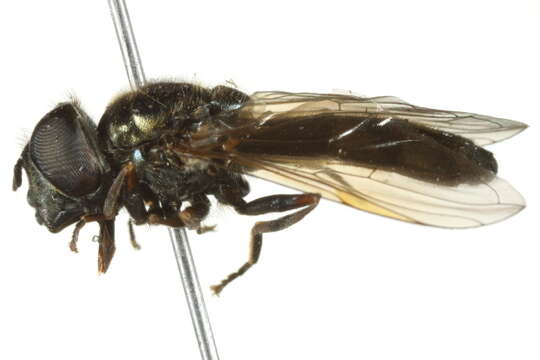 Image of Platycheirus striatus Vockeroth 1990