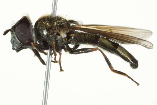 Image of Platycheirus striatus Vockeroth 1990