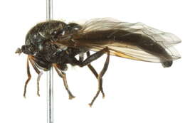 Image of Platycheirus striatus Vockeroth 1990