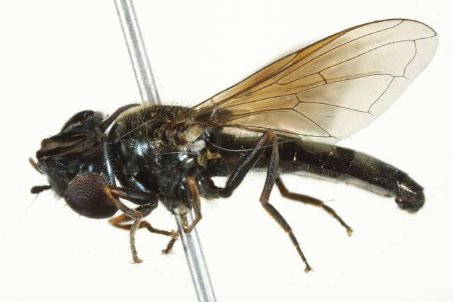 Image of Platycheirus striatus Vockeroth 1990