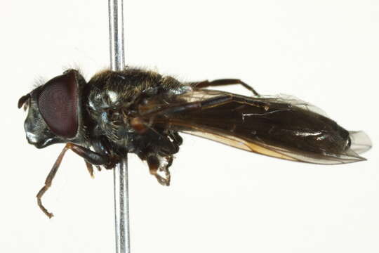 Image of Platycheirus striatus Vockeroth 1990