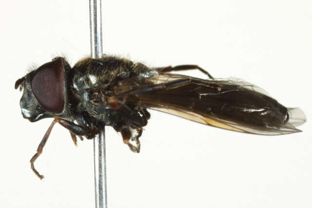 Image of Platycheirus striatus Vockeroth 1990