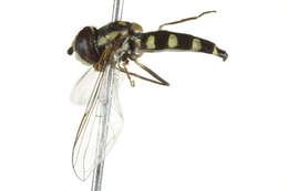 Image of Meligramma guttata