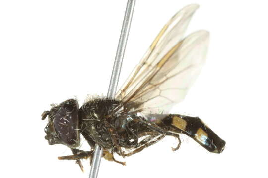 Image of Platycheirus nearcticus Vockeroth 1990