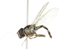 Imagem de Platycheirus nearcticus Vockeroth 1990