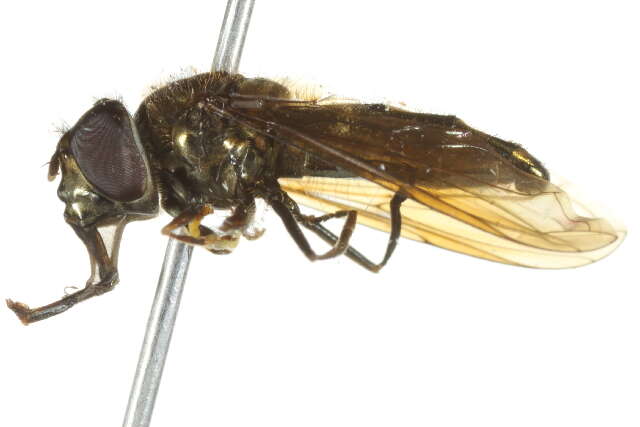 Imagem de Platycheirus nearcticus Vockeroth 1990