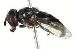 Image of Trichopsomyia