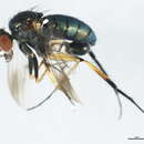 Image of Dolichopus diversipennis Curran 1922