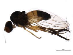 Image of Callomyia venusta Snow 1894