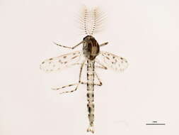 Imagem de Chaoborus punctipennis (Say 1823)