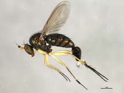 Image of Dolichopus plumipes (Scopoli 1763)