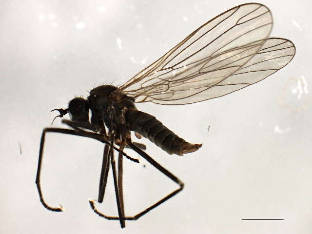 Image of Wiedemannia simplex Loew 1862