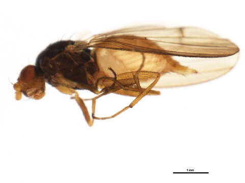 Image of Heteromyza oculata Fallen 1820