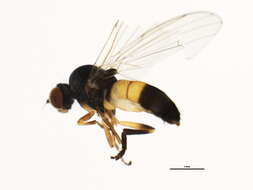 Image of Callomyia venusta Snow 1894