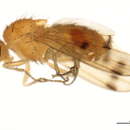 Image of Homoneura phildelphica