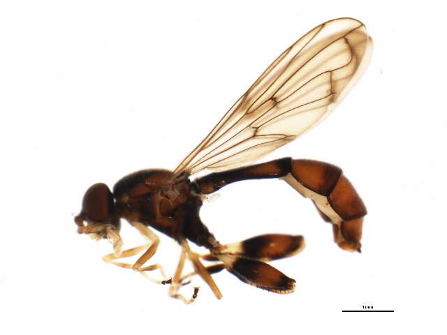 Image of Sphegina petiolata Coquillett 1910