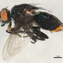 Image of Ravinia acerba (Walker 1849)