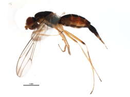 Слика од Strongylophthalmyia angustipennis Melander 1920