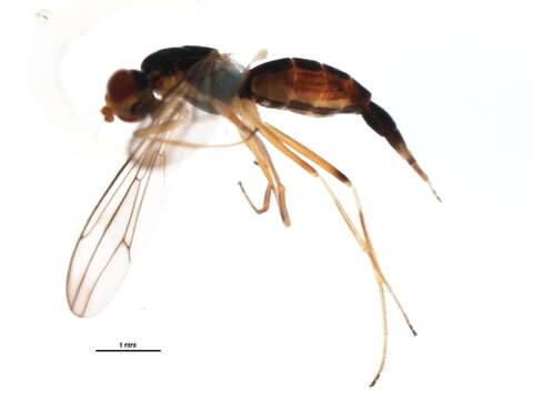 Слика од Strongylophthalmyia angustipennis Melander 1920