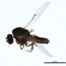 Image of Alluaudomyia