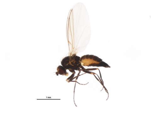 Chromatomyia fuscula Zetterstedt 1838的圖片