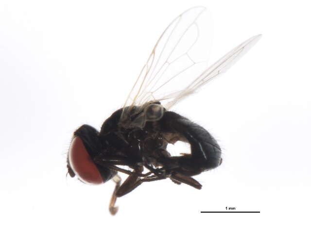 Image of Phasia