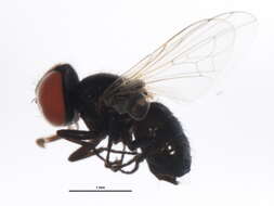 Image of Phasia