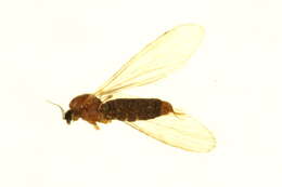 Image of Eriopterinae