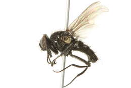 Image of Thricops septentrionalis (Stein 1898)