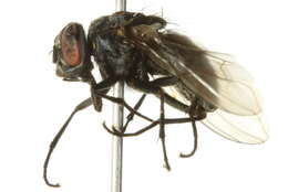 Image of Graphomya